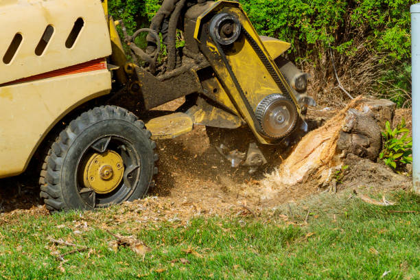 Reliable Golden Grove, SC Tree Removal Solutions